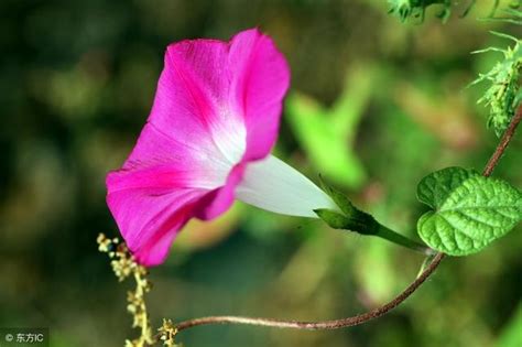 牽牛花風水|牽牛花的風水